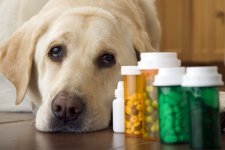 labrador-dog-lying-next-to-bottle-of-pills-and-medication--close-up-200467829-001-59a31ce56f53...jpg