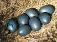 eggs (2).jpg